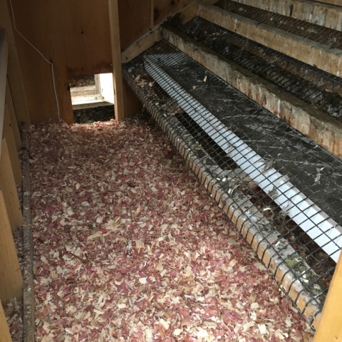 January 4. Nothing like starting the year with a clean coop!