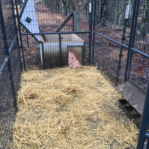 Duck house and run are spic-and-span too!