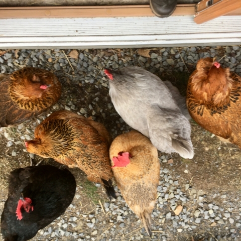 The ladies following me around hoping for treats. March 4.