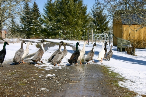 Runner ducks on the march.
