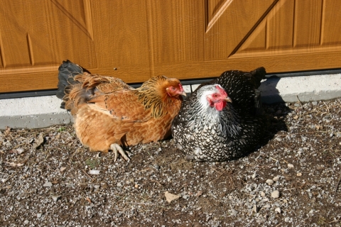 Clio and Archimedes are best sunning buddies.