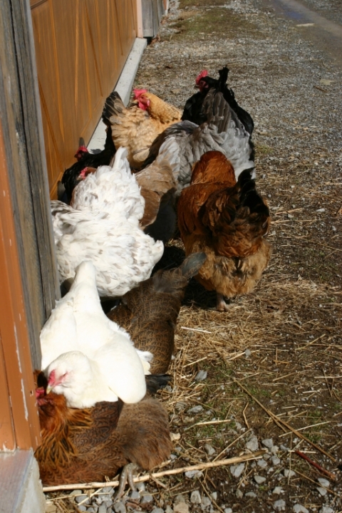 Sunbathing beauties. March 7.
