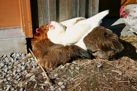 Rose making a sunny bed out of Shirley and Rhoda.