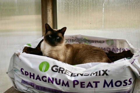 Leia in the greenhouse.