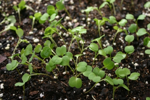 March 24. Greenhouse sprouts.