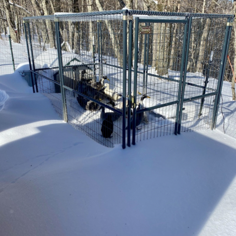 Runner Ducks snowed in!