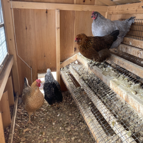 Pearl, Archimedes, Shirley & Maya.