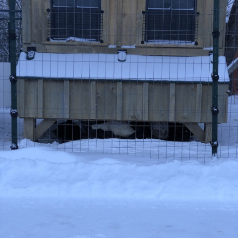 Duckies hanging under the chicken coop.