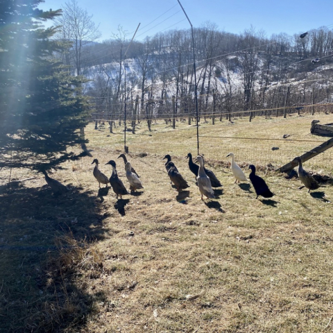 Runner ducks on the move.