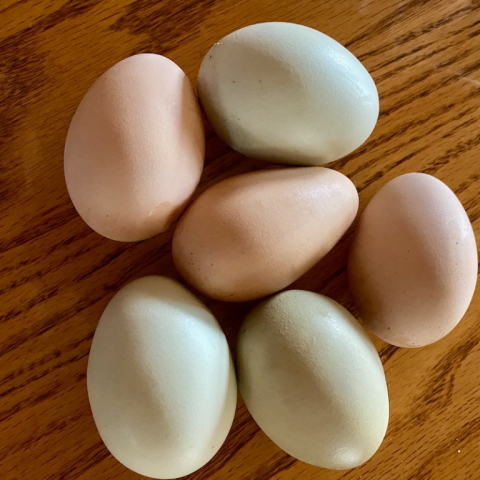 Hens are laying again!