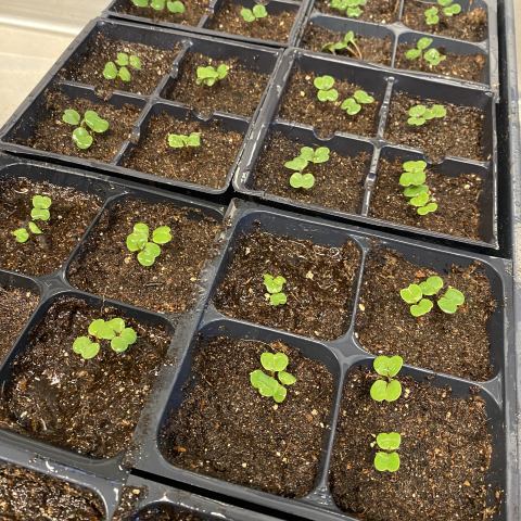Arugula sprouts February 5.