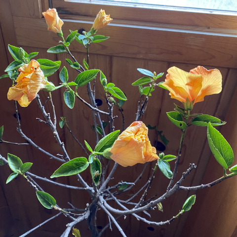 Constantly blooming "dormant" hibiscus didn't get the message.