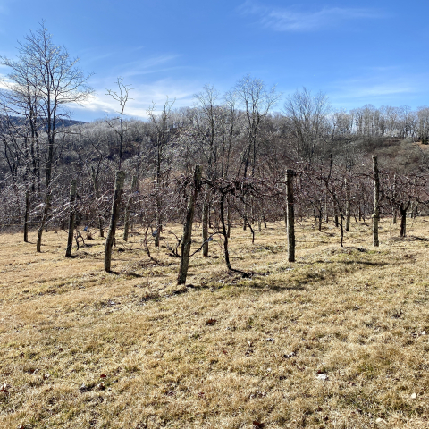 The vineyard sleeps.