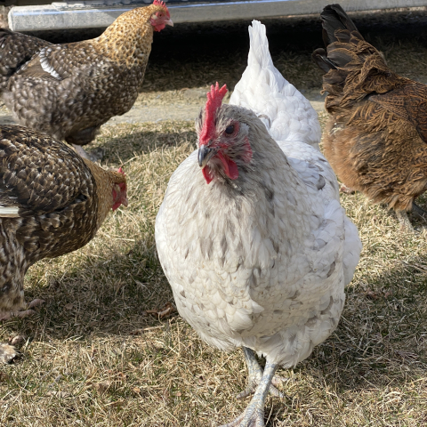 Toni (Ms Morrison), a hen with a lot on her mind.