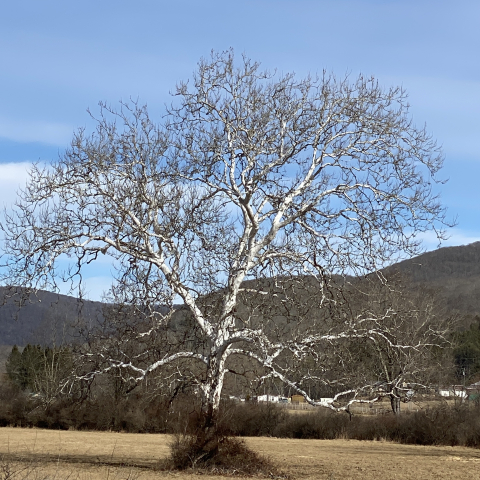 My favorite Sycamore. At the bottom of the Pike in Bartow.