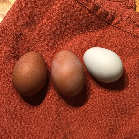 January 8. First eggs of the New Year!