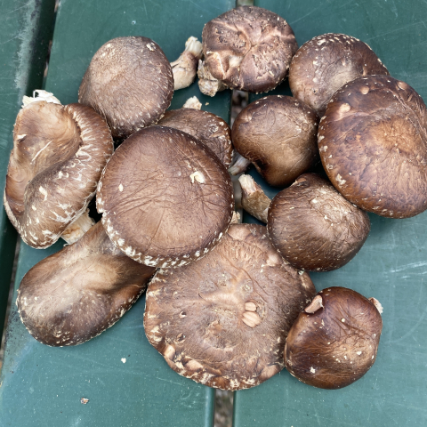 April shiitakes.