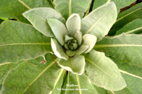 Mullein is a biennial, meaning it produces its signature flowered stalk every other year.