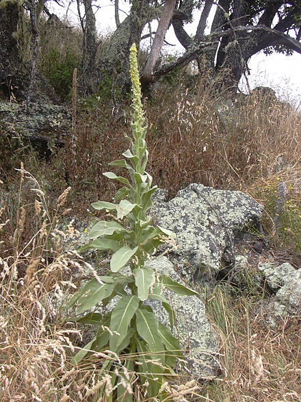 I've seen stalks as tall as 12 feet!