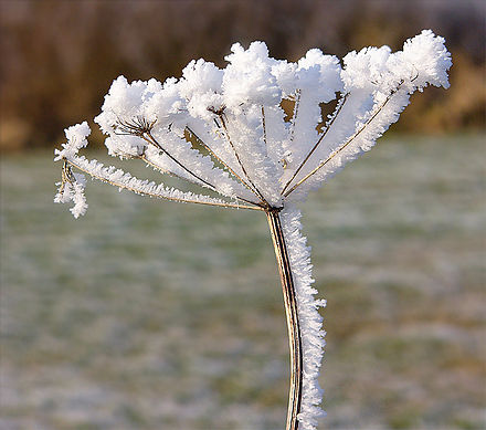 Crystal-coated Queen Anne's Lace.