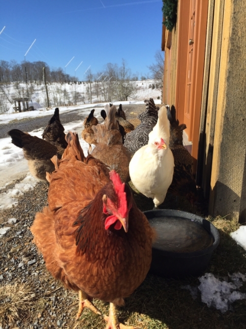 Cream, Rose, Ethel and the rest of the Brightside hens.