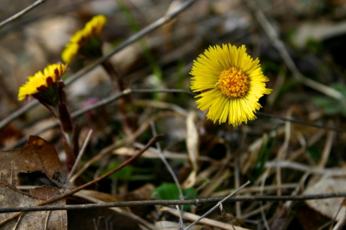 At one time, Coltsfoot was so popular for its medicinal properties that the golden flowers were used as the standard symbol outside apothecary shops.
