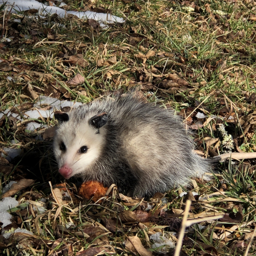 Young Opossum under the Grandmother Tree.