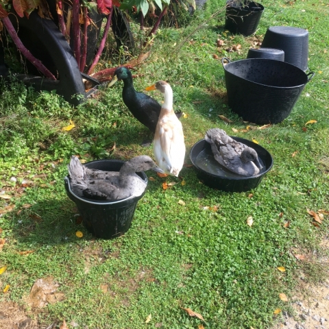 Nothing sets the day to rights better than buckets of ducks!