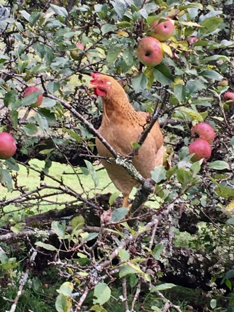 Pearl climbing in the Grandmother Apple tree! September 22.