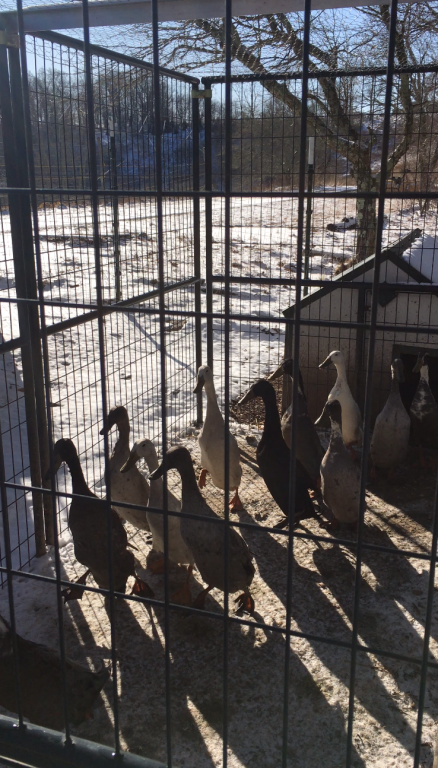 Runner Ducks lined up and ready for a day out and about at Brightside.