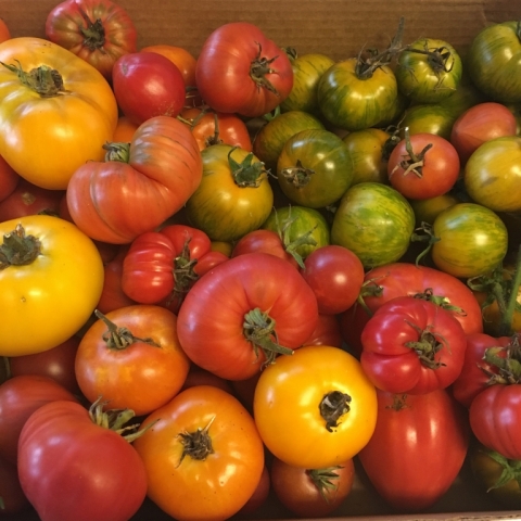 October 14. Final harvest of tomatoes and peppers.