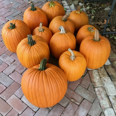 October 17. Pumpkins delivered to Cass for Halloween festivities.