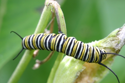 Monarch caterpillar.