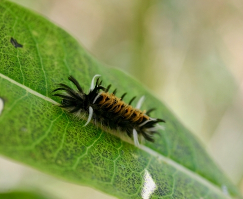 Milkweed Tiger Moth caterpillar.