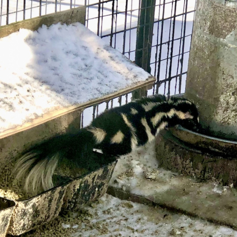 Eastern Spotted Skunk visits the duck run. December 27.