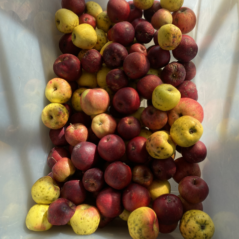 Apples readied for cidermaking. November 25.