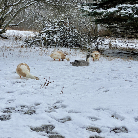 December 6. Runner ducks relish snow!