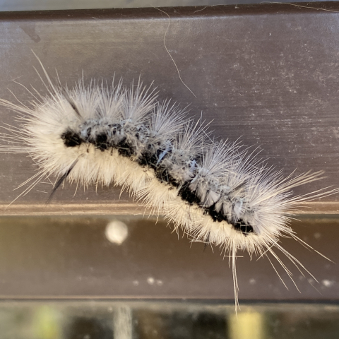 Hickory Tussock Moth Caterpillar. October 23.
