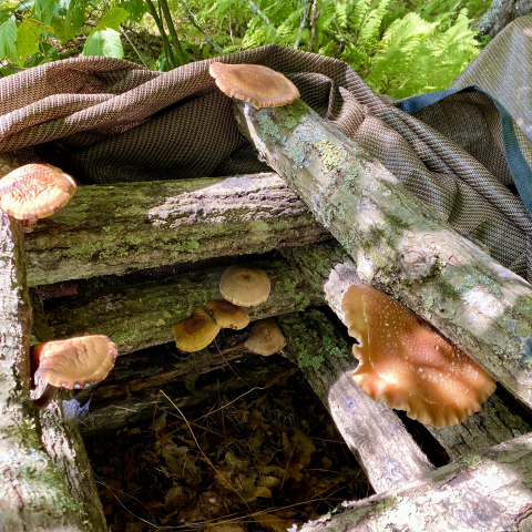 Shiitake mushrooms September 12.