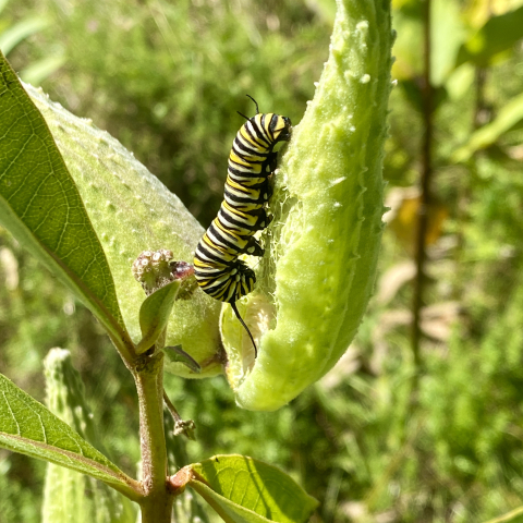 Monarch caterpillar September 20