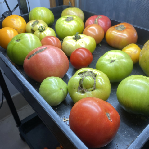 Picked the last tomatoes in early November.