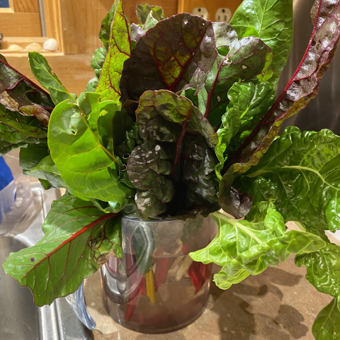 Fresh picked chard from the garden. Yummy!