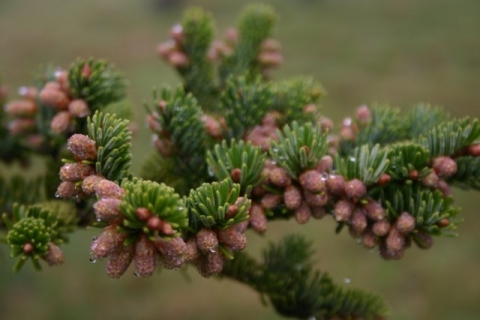 Spruce Buds