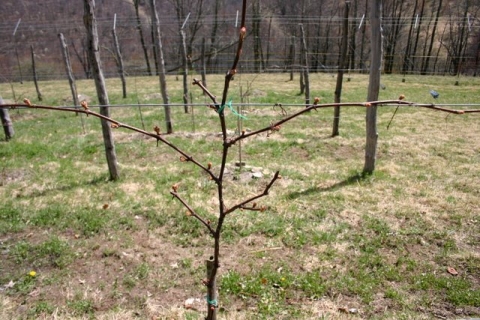 Happy vine (as long as we don't have a mid-May deep freeze!)
