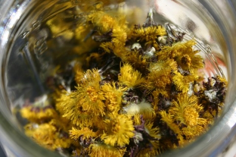 Dried coltsfoot blossoms