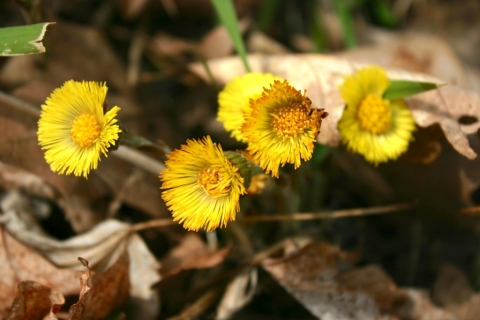 Coltsfoot (Tussilago farfara).