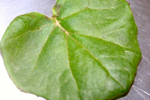 Coltsfoot leaf.