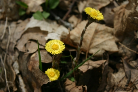 Coltsfoot blossoms.
