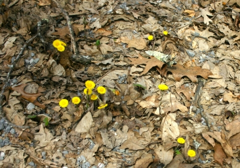 Coltsfoot.