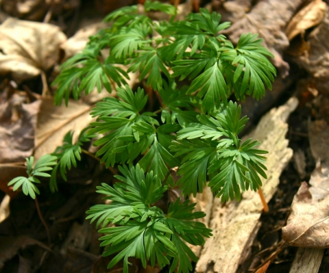 Dutchman's Breeches foliage.